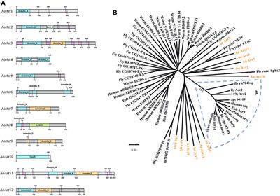 Arrestin-Coding Genes Regulate Endocytosis, Sporulation, Pathogenicity, and Stress Resistance in Arthrobotrys oligospora